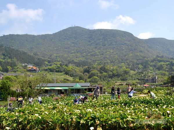 竹子湖海芋季15-海芋田上的人潮