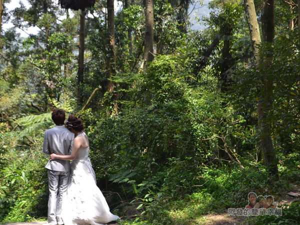 小溪頭柳杉林(黑森林)10-婚攝中的新人
