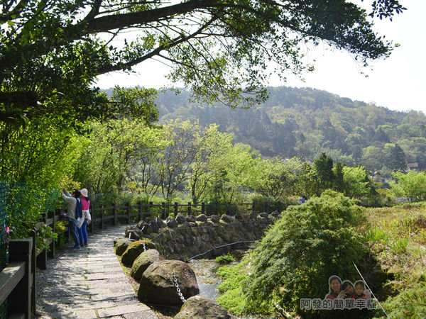 竹子湖海芋季07-下湖海芋步道溪畔風情