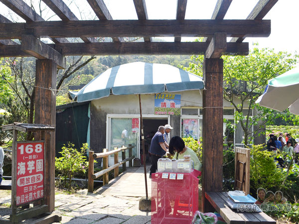 竹子湖海芋季11-海芋農家-168海芋園