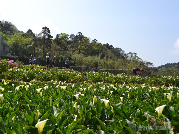 竹子湖海芋季14-大片白花點點的海芋田