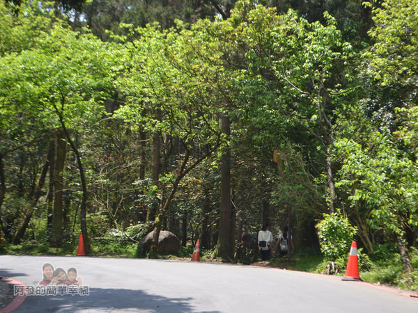 小溪頭柳杉林(黑森林)07-離風架口站約不到50公尺