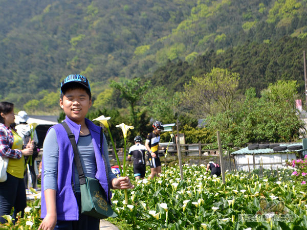 竹子湖海芋季20-開心自摘海芋的兒子