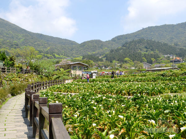 竹子湖海芋季34-萬花齊放的海芋花田