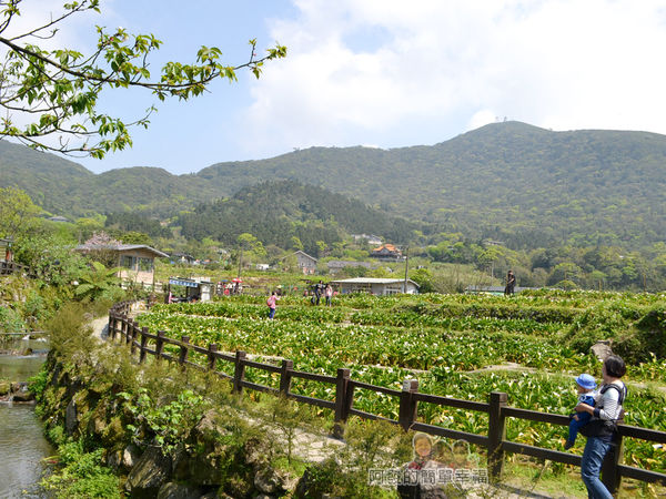 竹子湖海芋季36-花田水畔的美麗景色
