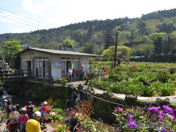 竹子湖海芋季29-溪畔造景拍照人潮
