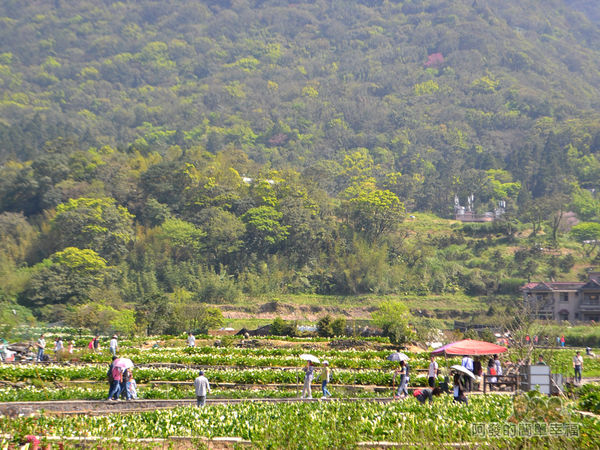 竹子湖海芋季31-早上10點採海芋人潮擁現