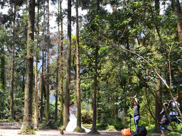 小溪頭柳杉林(黑森林)15-婚攝中的新人