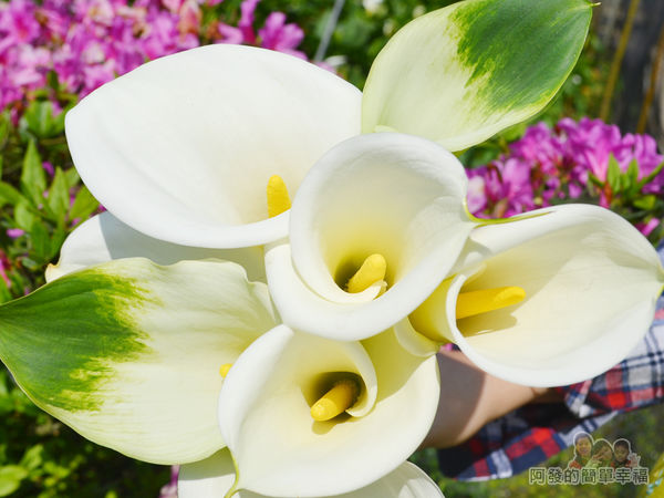 竹子湖海芋季26-自摘的海芋花