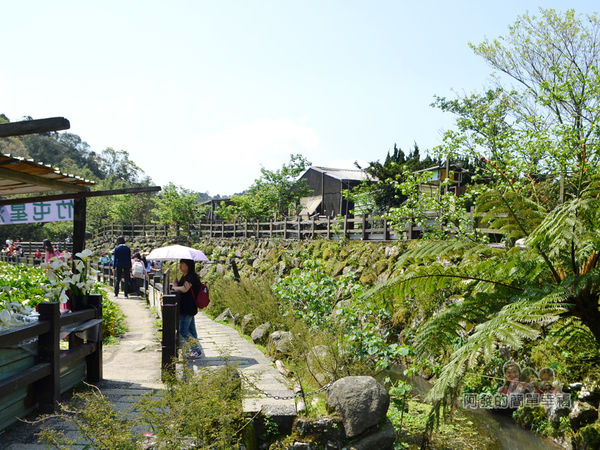 竹子湖海芋季32-下湖海芋步道