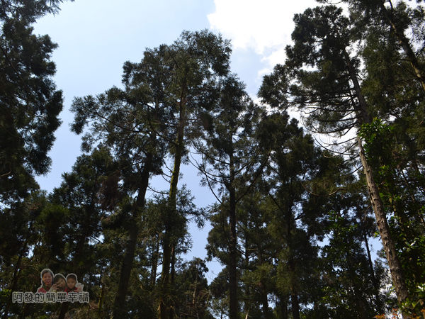 小溪頭柳杉林(黑森林)16-英挺筆直的柳杉