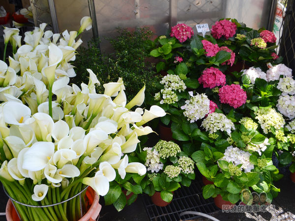 竹子湖海芋季38-路邊商家-欣欣花卉