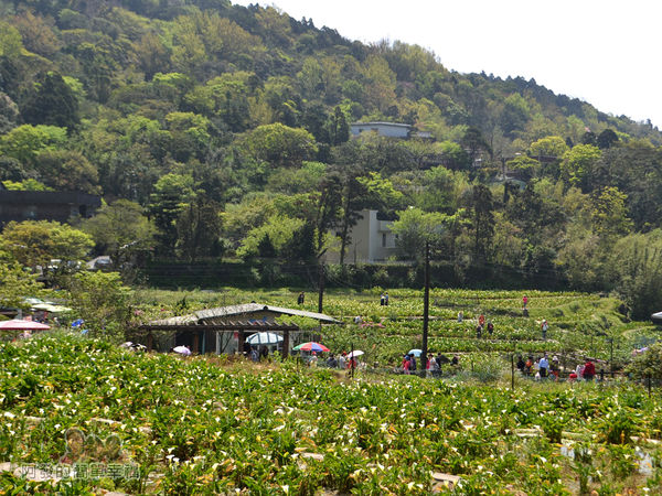 竹子湖海芋季03-竹子湖海芋白花點點