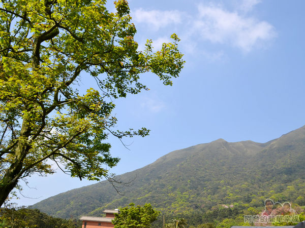 竹子湖海芋季05-藍天白雲青山綠樹