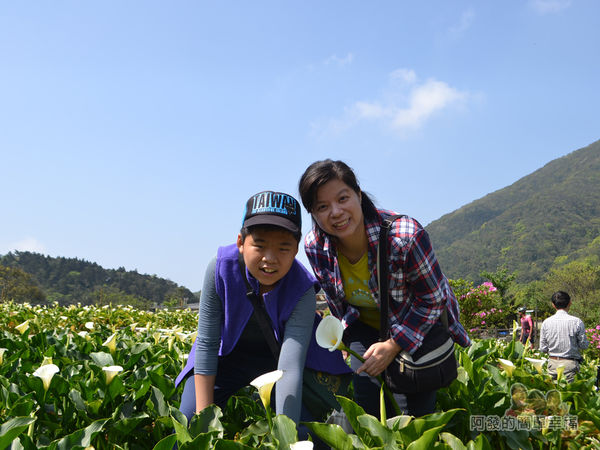 竹子湖海芋季18-開心的母子