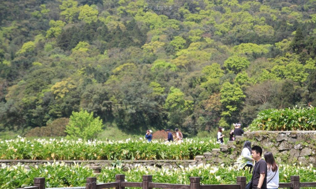 2017陽明山竹子湖海芋季-15