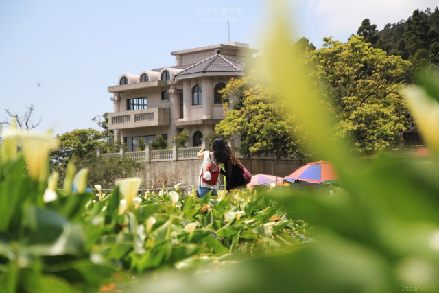 2017陽明山竹子湖海芋季-28