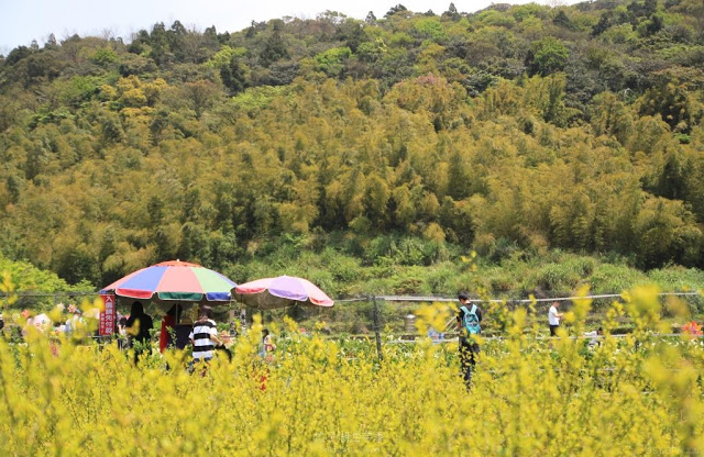 2017陽明山竹子湖海芋季-16