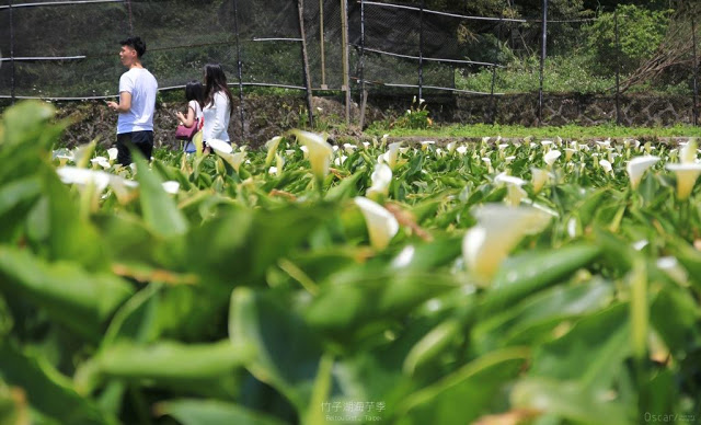 2017陽明山竹子湖海芋季-25