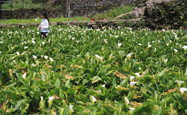 2017陽明山竹子湖海芋季-20