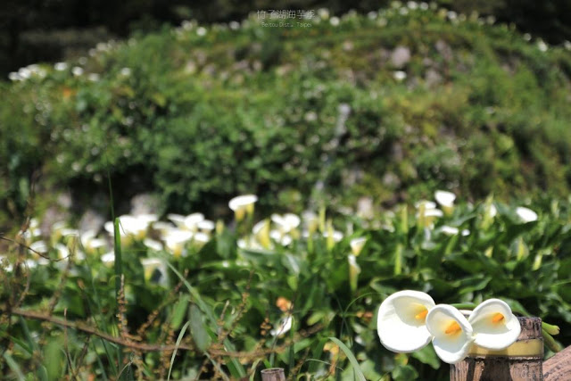 2017陽明山竹子湖海芋季-8