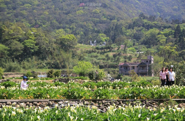2017陽明山竹子湖海芋季-12