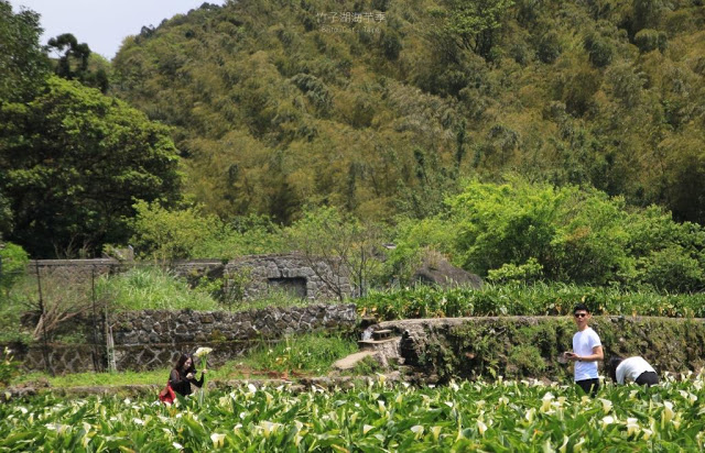 2017陽明山竹子湖海芋季-23