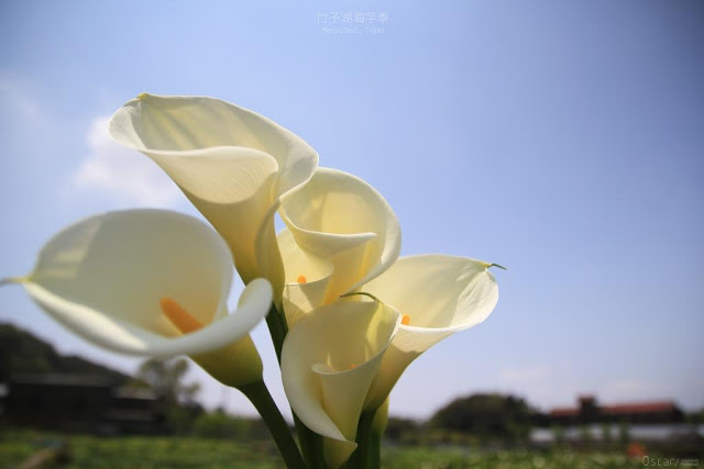 2017陽明山竹子湖海芋季-27