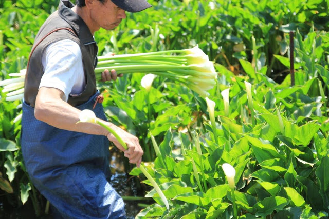 2017陽明山竹子湖海芋季-11