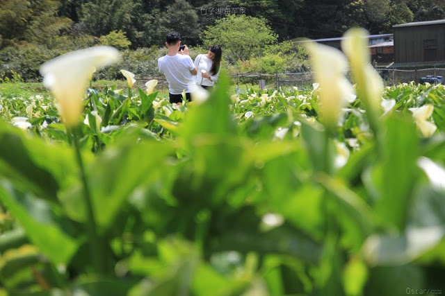 2017陽明山竹子湖海芋季-30