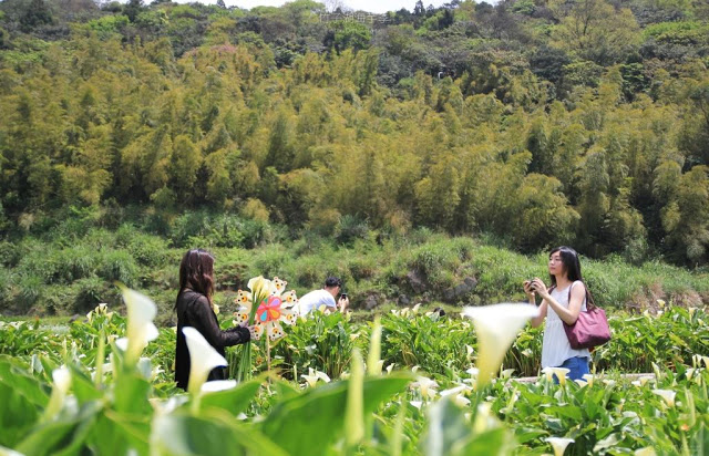 2017陽明山竹子湖海芋季-33