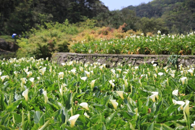 2017陽明山竹子湖海芋季-10