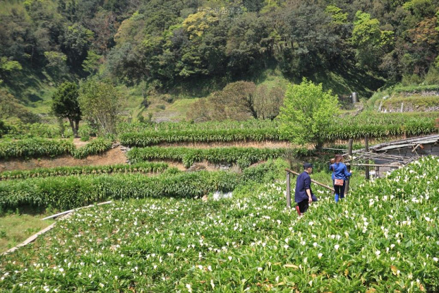2017陽明山竹子湖海芋季-14