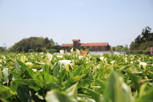 2017陽明山竹子湖海芋季-26