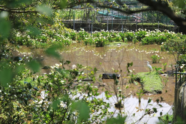 2017陽明山竹子湖海芋季-6