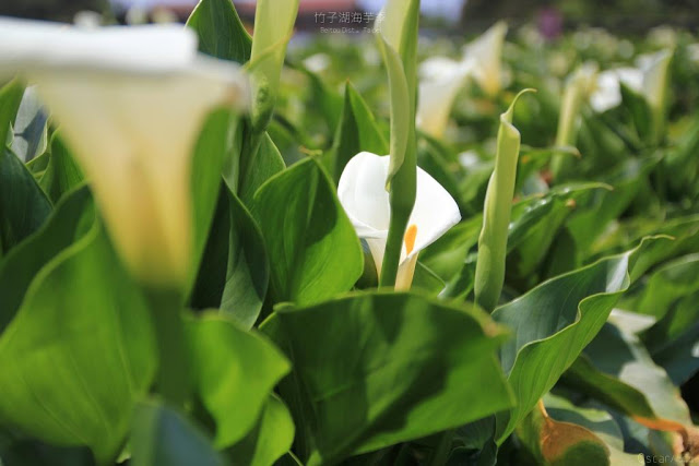 2017陽明山竹子湖海芋季-18