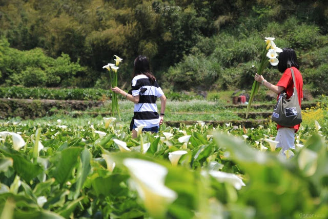 2017陽明山竹子湖海芋季-21
