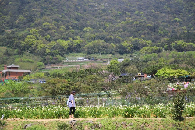 2017陽明山竹子湖海芋季-3