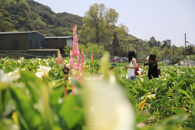 2017陽明山竹子湖海芋季-29