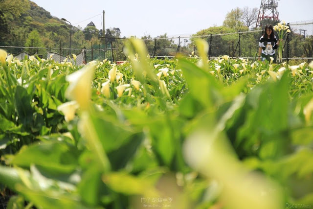 2017陽明山竹子湖海芋季-31