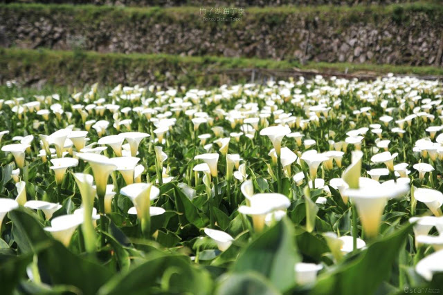 2017陽明山竹子湖海芋季-9