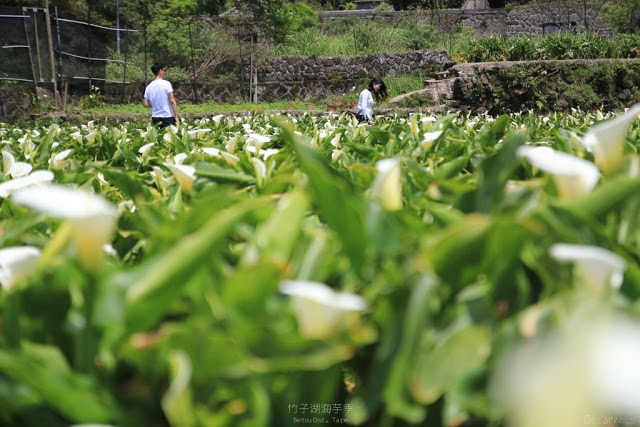 2017陽明山竹子湖海芋季-32