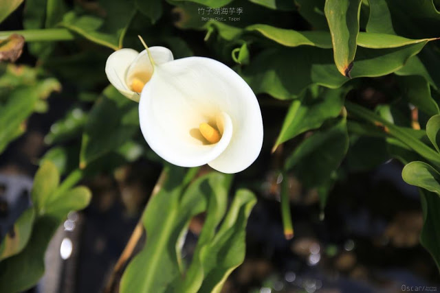 2017陽明山竹子湖海芋季-17