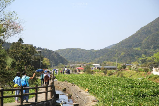 2017陽明山竹子湖海芋季-4