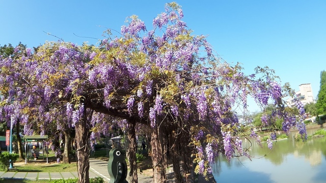 20180329_082212.jpg - 2018林口大湖公園紫藤花季
