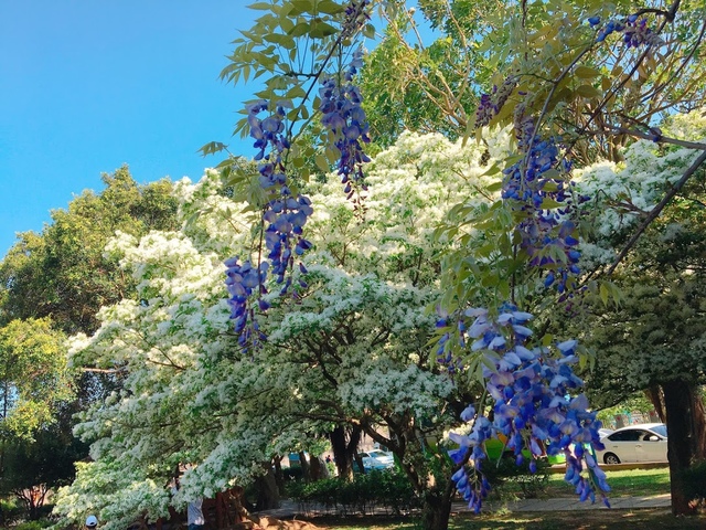 IMG_8114.JPG - 2018林口大湖公園紫藤花季