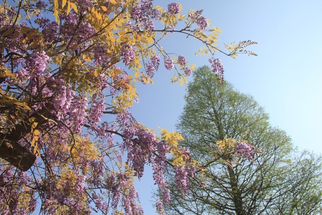 LRG_IMG_5791.JPG - 2018林口大湖公園紫藤花季