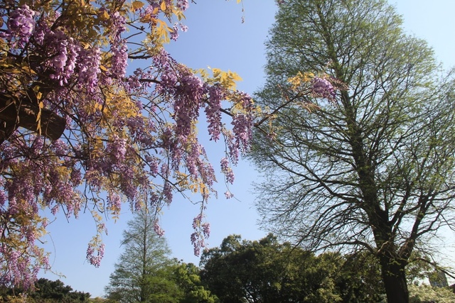 LRG_IMG_5790.JPG - 2018林口大湖公園紫藤花季