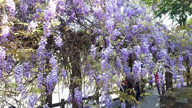 20180329_081126.jpg - 2018林口大湖公園紫藤花季