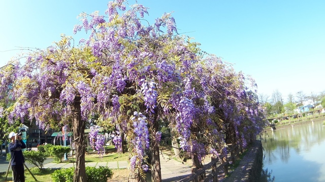 20180329_082217.jpg - 2018林口大湖公園紫藤花季